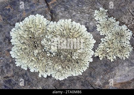 Gesteinsschild (Xanthoparmelia conspersa). Les Alberes, Provinz Girona, Katalonien, Spanien. Stockfoto