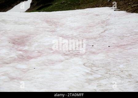 Chlamydomonas nivalis ist eine einzellige grüne Alge, die auf den Schneefeldern gefunden wird. Dieses Foto wurde in Port de la Bonaigua, Provinz Lleida, Katalonien, S, aufgenommen Stockfoto