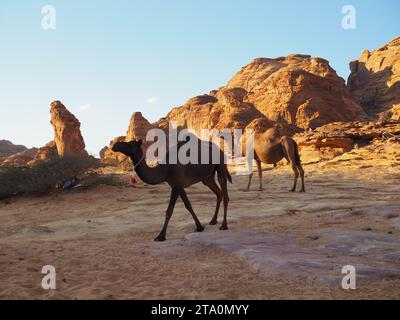 Wadi AlNaam, Alula, Saudi-Arabien Stockfoto