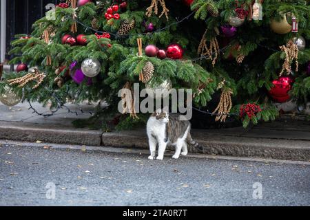 London, Großbritannien. November 2023. Larry, die Downing Street Katze unter dem Weihnachtsbaum vor der Downing Street 10 London. Quelle: Ian Davidson/Alamy Live News Stockfoto