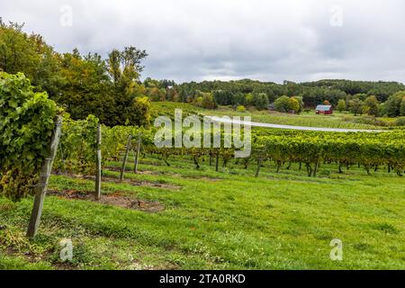 Weinbau auf der Old Mission Peninsula, Travers City Wine County. Chateau Chantal Winery and Inn, Peninsula Township, Vereinigte Staaten Stockfoto