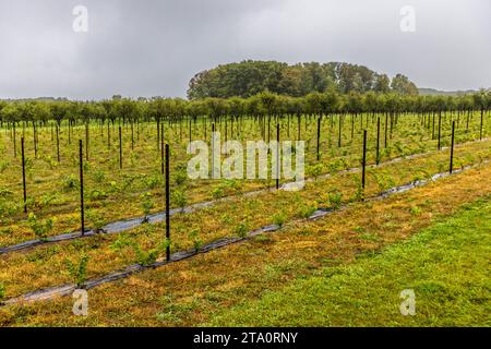 Weinbau auf der Old Mission Peninsula, Travers City Wine County, Peninsula Township, USA Stockfoto