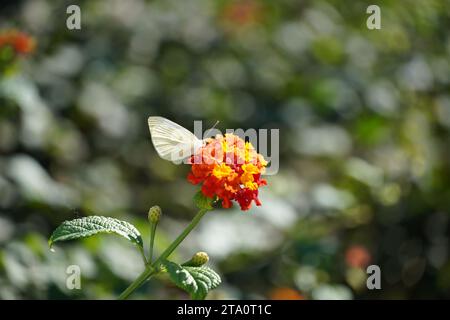 Ein kleiner weißer, oder Pieris-Ravé-Schmetterling auf lantana-Camara-Blüten Stockfoto