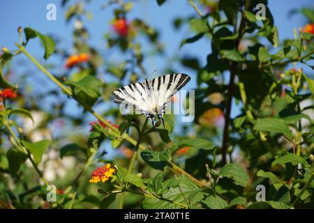 Ein seltener Schwalbenschwanz oder Iphiclides podalirius-Schmetterling auf lantana camara-Blüten in Athen, Griechenland Stockfoto