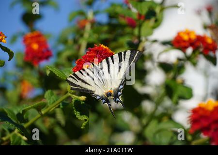 Ein seltener Schwalbenschwanz oder Iphiclides podalirius-Schmetterling auf lantana camara-Blüten in Athen, Griechenland Stockfoto