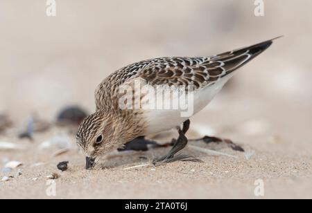 Erster Winter: Baird's Sandpiper (Calidris bairdii) am Strand von Wassenaar, Niederlande. Seltener Vagrant aus Nordamerika. Stockfoto