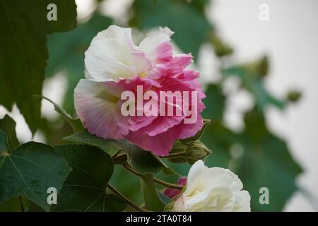Eine Konföderierte oder Baumwollrose oder Hibiscus mutabilis in einem Garten Stockfoto