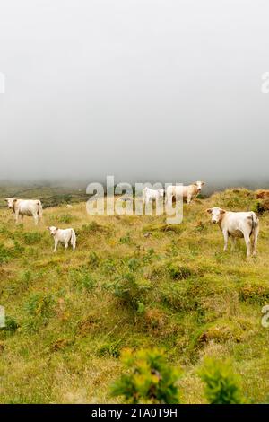 Die atemberaubende Schönheit der Azoren, Portugal: Eine unvergessliche Reise durch die atemberaubenden Landschaften dieses Atlantikparadieses Stockfoto