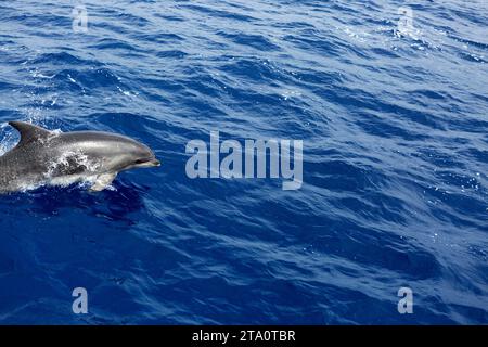 Die atemberaubende Schönheit der Azoren, Portugal: Eine unvergessliche Reise durch die atemberaubenden Landschaften dieses Atlantikparadieses Stockfoto