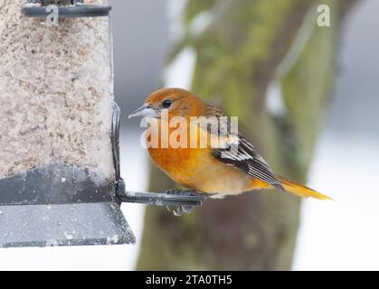 Vagrant Erstwintermännchen Baltimore Oriole (Ikterus galbula) in den Niederlanden. Überwinterung in Alkmaar. Zweiter niederländischer Rekord. Stockfoto