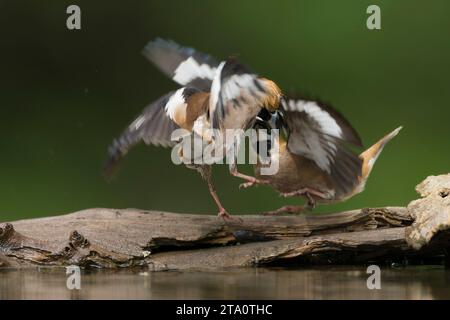 Hawfinch, Coccothraustes coccothraustes, im Wald in Ungarn. Besuch des Wasserpools zum Trinken und Reinigen. Stockfoto