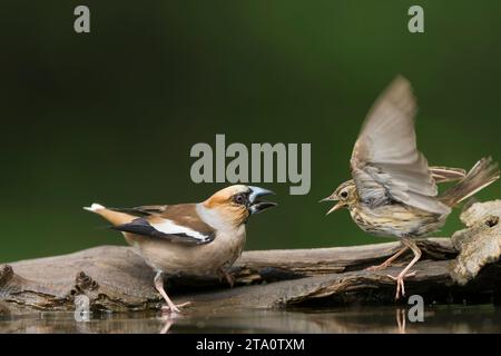 Hawfinch, Coccothraustes coccothraustes, im Wald in Ungarn. Besuch des Wasserpools zum Trinken und Reinigen. Stockfoto