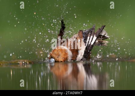 Hawfinch, Coccothraustes coccothraustes, im Wald in Ungarn. Besuch des Wasserpools zum Trinken und Reinigen. Stockfoto