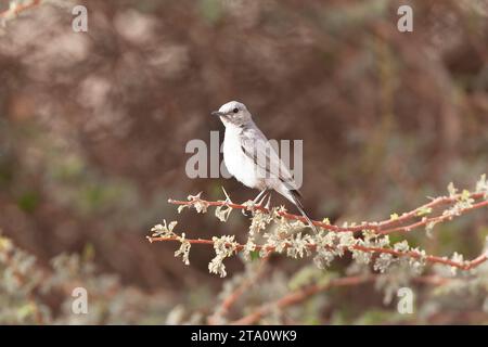 Blackstart (Cercomela melanura) ein in der israelischen Wüste ansässiger Züchter. Stockfoto