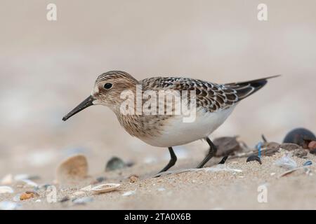 Erster Winter: Baird's Sandpiper (Calidris bairdii) am Strand von Wassenaar, Niederlande. Seltener Vagrant aus Nordamerika. Stockfoto