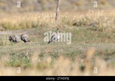 Auerhühner (Centrocercus urophasianus) im Herbst, südlich des Mono Lake, Kalifornien, USA. Auch bekannt als Sagehen. Stockfoto
