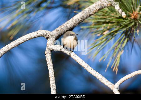 Pygmy Nuthatch, Sitta pygmaea, im Wald südlich des Mono Lake, USA. Stockfoto