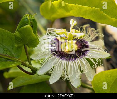 Nahaufnahme der Passionsfruchtblume im Garten Stockfoto