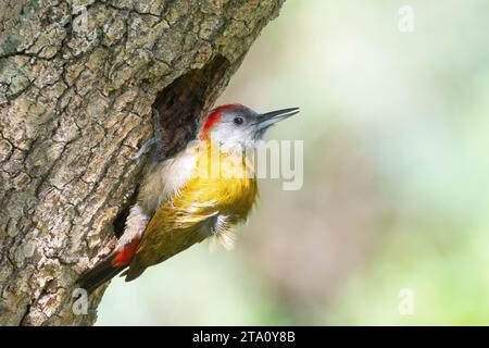 Zucht männlicher Olivenspecht (Dendropicos griseocephalus griseocephalus) in Nestloch, Wilderness, Südafrika Stockfoto