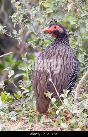 Rothalsiger Spurfowl oder Rothalsiger Francolin (Pternistis afer) Wilderness, Westkap, Südafrika Stockfoto