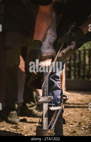 Der Farmer bereitet den Hufhufeisenhufeisen vor. Er entfernt die überschüssige Hufwand. Er formt den Nagelstumpf mit einer Hufraspel. Stockfoto