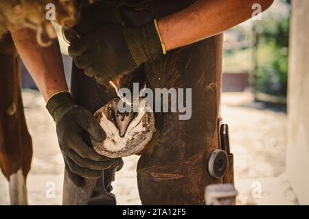 Die Vorbereitung des Hufeisens ist im Gange. Der Farrier bereitet den Hufhu vor. Der Farrier verkürzt die Hufwand und entfernt überschüssiges Hufmaterial. Stockfoto