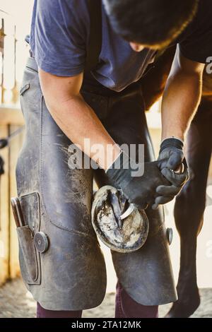 Die Vorbereitung des Hufeisens ist im Gange. Der Farrier bereitet den Hufhu vor. Der Farrier verkürzt die Hufwand und entfernt die überschüssigen Hufnägel. Stockfoto