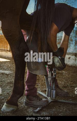 Der Farmer bereitet den Hufhufeisenhufeisen vor. Der Farrier verkürzt die Hufwand und entfernt die überschüssigen Hufnägel mit einem Hufmesser. Stockfoto