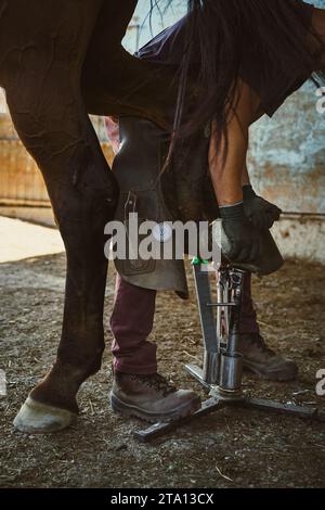 Der Farmer bereitet den Hufhufeisenhufeisen vor. Der Farrier verkürzt die Hufwand und entfernt die überschüssigen Hufnägel mit einem Hufmesser. Stockfoto