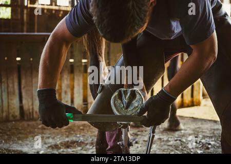 Die Vorbereitung des Hufeisens ist im Gange. Der Farmer entfernt die überschüssige Hufwand, reißt sie ab und formt den Hufhufe. Stockfoto