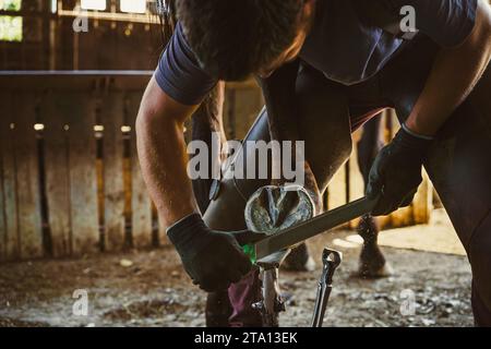 Die Vorbereitung des Hufeisens ist im Gange. Der Farmer entfernt die überschüssige Hufwand, reißt sie ab und formt den Hufhufe. Stockfoto