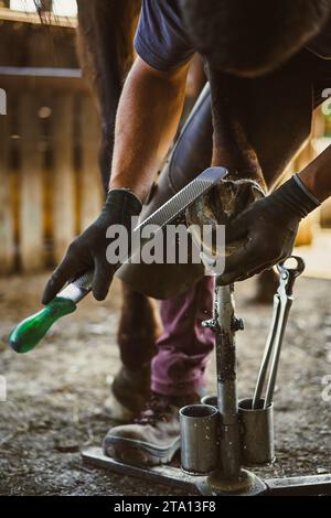 Die Vorbereitung des Hufeisens ist im Gange. Der Farmer entfernt die überschüssige Hufwand, reißt sie ab und formt den Hufhufe. Stockfoto