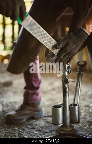 Die Vorbereitung des Hufeisens ist im Gange. Der Farmer entfernt die überschüssige Hufwand, reißt sie ab und formt den Hufhufe. Stockfoto