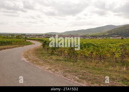 Blick auf die Riesling-Rebstöcke im Elsass, Rheintal Stockfoto