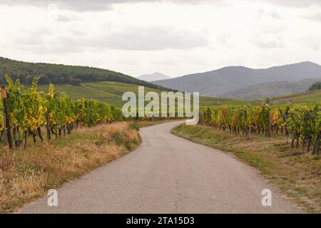 Blick auf die Riesling-Rebstöcke im Elsass, Rheintal Stockfoto