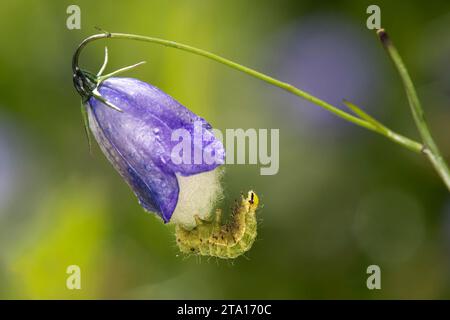 Raupe aus Silber Y (Autographa gamma) auf einer Glockenblume, Wallis, Schweiz Stockfoto