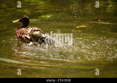 Enten schwimmen im Kilkenny Castle Park Teich Stockfoto