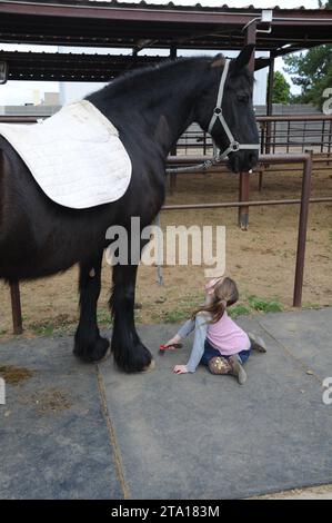 Ein Kind hilft, ein friesisches Pferd zu reinigen Stockfoto