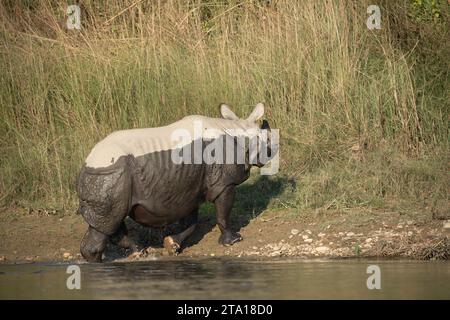 Ein einhörniges Nashorn, das aus einem Fluss im Chitwan-Nationalpark in Nepal läuft. Stockfoto