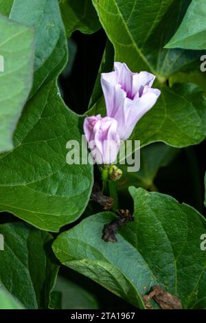 Zarte Süßkartoffelblume und Laub. Natürliches Nahaufnahme-Porträt von Lebensmittelpflanzen in hoher Auflösung mit etwas negativem Raum Stockfoto