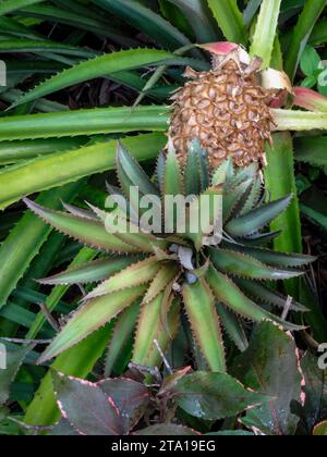 Natürliches Nahaufnahme-Fruchtpflanzenporträt von saftig aussehendem Ananas bracteatus, roter Ananas. Stockfoto