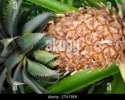 Natürliches Nahaufnahme-Fruchtpflanzenporträt von saftig aussehendem Ananas bracteatus, roter Ananas. Stockfoto