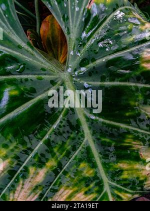 Makro-Halbabstrakt des großen Philodendrons Gloriosum „Andre“, Blatt. Natürliches, hochauflösendes Pflanzenporträt mit hohem Muster Stockfoto