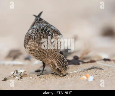 Erster Winter: Baird's Sandpiper (Calidris bairdii) am Strand von Wassenaar, Niederlande. Seltener Vagrant aus Nordamerika. Stockfoto