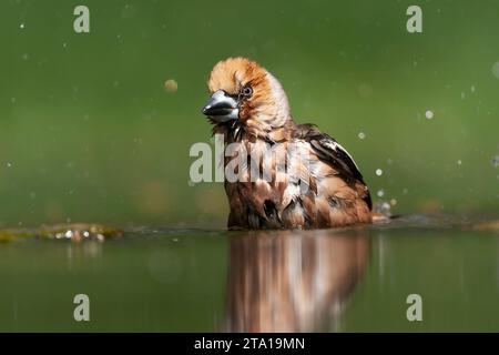 Hawfinch, Coccothraustes coccothraustes, im Wald in Ungarn. Besuch des Wasserpools zum Trinken und Reinigen. Stockfoto