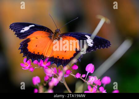 Eine Nahaufnahme eines malaiischen Schnürschmetterlings (Cethosia Hypsea) Stockfoto