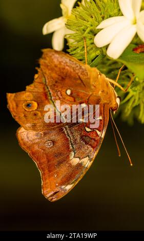 Eine Nahaufnahme eines Herbstblatt-Schmetterlings (Doleschallia bisaltide) Stockfoto
