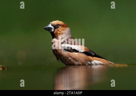 Hawfinch, Coccothraustes coccothraustes, im Wald in Ungarn. Besuch des Wasserpools zum Trinken und Reinigen. Stockfoto