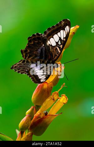 Eine Nahaufnahme eines Clipper-Schmetterlings (Parthenos Sylvia) Stockfoto