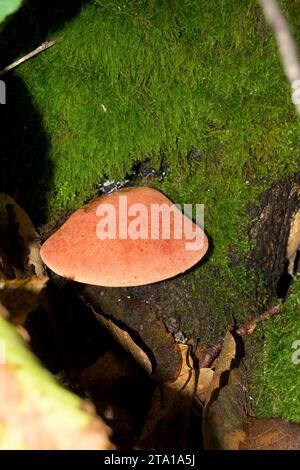 Pycnoporus cinnabarinus hellorange Zinnoberne in Waldgebiet auf Stamm mit Moos Stockfoto